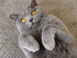 British Shorthair Cat Mavi Kediler Mavi Rus Kedisi Kedi
