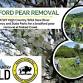 Bradford Pear Removal - Mount Jefferson State Natural Area, 1481 Mt Jefferson Rd Event Image