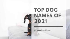 They can be cute names … Top Dog Names Of 2021 Browse Dozens Of Awesome Ideas