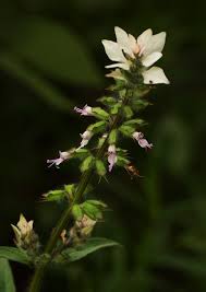 Image result for Syncolostemon bracteosus