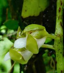 Image result for Satyrium carsonii