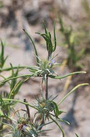 Image result for Blepharis bainesii