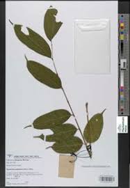 Image result for Pycnanthus