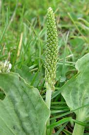 Image result for Plantaginaceae