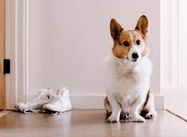 Free, online pet door cost guide breaks down fair prices in your area. 2021 Average Dog Door Installation Cost With Price Factors