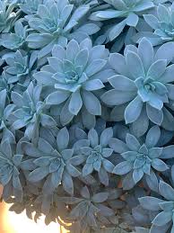 We did not find results for: Plant Of The Month Archive Graptopetalum Paraguayense Infinite Succulent