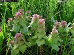 ヒメオドリコソウ | サイエンス・ナビch さん