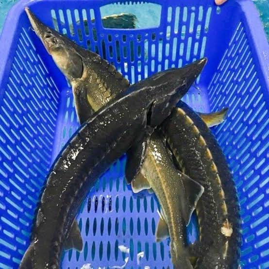 Sturgeon