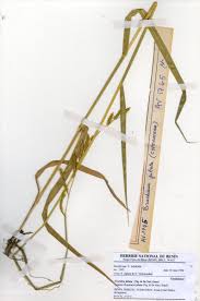 Image result for Urochloa jubata