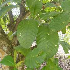 Image result for Voacanga