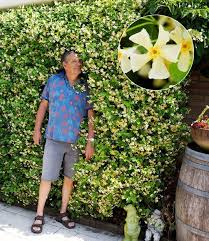 Pin Von Chb Auf Baldur Gartenversand Jasmin Pflanze Pflanzen Kletterpflanzen