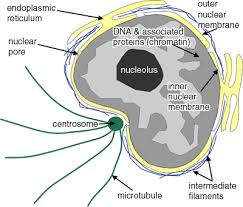 What is nucleolus in animal cell. The Cell The Histology Guide