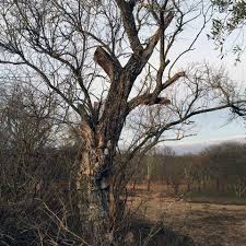 Image result for Premna mooiensis