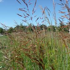 Image result for Sorghastrum