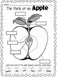 Forkin4th Freebie Parts Of An Apple Apple Lessons Kindergarten Science September School