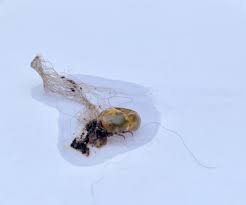 Gently tug it upwards in a straight motion away from the skin until the tick detaches. So You Found A Tick On Your Dog Here S What You Should Do Next My Brown Newfies