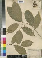 Image result for Huaceae