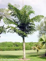 Image result for Caryota urens