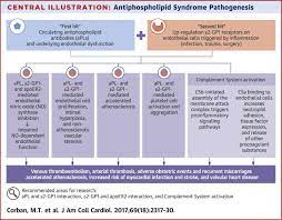 Antiphospholipid Syndrome Role Of Vascular Endothelial Cells And Implications For Risk Stratification And Targeted Therapeutics Sciencedirect
