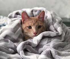 Saat membeli selimut, kamu harus tau bagaimana cara memilih selimut yang bagus sebagai penentu nyenyak atau tidaknya kamu saat tidur. Cara Mencuci Selimut Wol Bulu Dan Selimut Berat