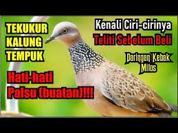 Salah satunya karena burung perkutut juga menjadi hewan peliharaan prabu brawijaya dari majapahit. Tekukur Kalung Tempuk Daringan Kebak Buatan Youtube