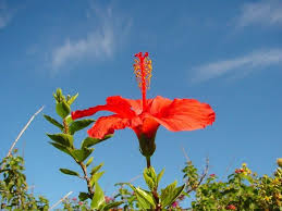 Setelah hasil pelengkapan otomatis tersedia, gunakan panah ke atas dan ke bawah untuk meninjau dan enter untuk memilih. Gambar Bunga Sepatu Dan Langit Biru Gambar Bunga Bunga Menanam Bunga
