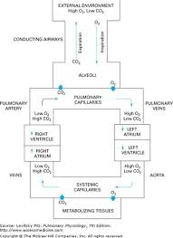 Pin By Samantha Seager On Anatomy Physiology Respiratory