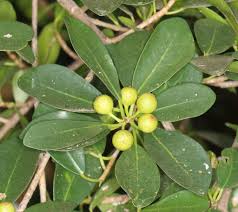 Image result for Ficus tremula
