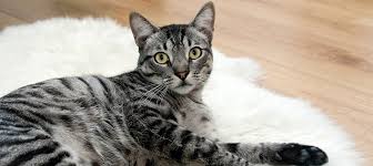 Schafft sich die katze erleichterung im bett, kann das der protest sein, dass sie früher immer ins bett durfte. Katze Pinkelt Ins Bett Ursachen Abgewohnen