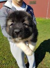 Because of its size, loyalty, and intelligence, it is often the breed of choice for police, military, and security units. Puppies For Sale Caucasian Shepherd Dog Slovenia Novi Sad
