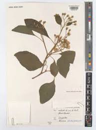 Image result for Vernonia galamensis