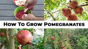 We know from experience that russian 26 experiences no damage from freeze damage down to 3 degrees f! 5 Year Pomegranates How To Grow Wonderful Pomegranates Pomegranate Tree Care Youtube