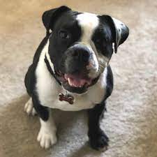 Bullboxer staff, a brave mix between a boxer and american staffordshire terrier, can make a protective and devoted addition to families that are dedicated to giving this beautiful mix the time and attention they require. 40 Boston Terrier Mischlingsrassen Hunde Zentrale