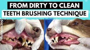 We did not find results for: How To Clean Your Dog S Teeth At Home In Simple Steps L Dog Grooming Tips L Youtube