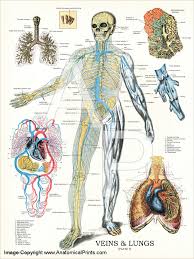 Veins And Lungs Anatomy Chart 18 X 24