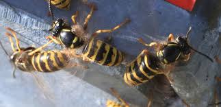 Check spelling or type a new query. Pest Advice For Controlling Bees
