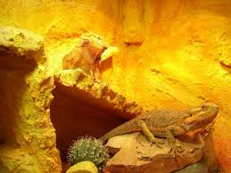 ˈsantʃo ˈpanθa) is a fictional character in the novel don quixote written by spanish author don miguel de cervantes saavedra in 1605. Sancho Und Pancho Zwei Farbbartagame Suchen Neues Zuhause Reptilien Kleinanzeigen Net