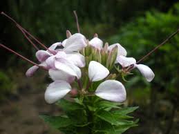 Image result for Cleome gynandra
