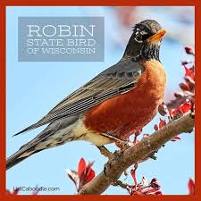 United states symbols and statistics interactive map. State Birds List Fun Facts To Make You Happy As A Lark Listcaboodle