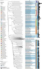 Sac de couchage matelas int gr randonn e. Frontiers Genome Based Taxonomic Classification Of The Phylum Actinobacteria Microbiology