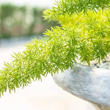Foxtail ferns are not really ferns, as they're multiplied from seeds and produce no spores. How To Grow And Care For Foxtail Ferns
