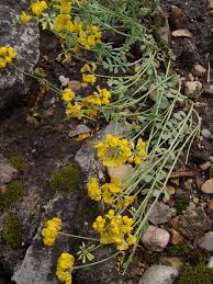 Image result for Adenodolichos rupestris