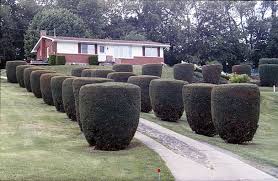 Below you can scroll through 99 different types of shrubs. Stay Away From Green Meatballs There Are Better Ways To Trim The Bushes Pennlive Com
