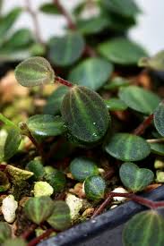 Image result for Peponium sp. A