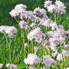 Image result for Silene abyssinica