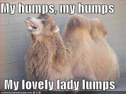 My Humps My Humps My Lovely Lady Humps Camels Funny Funny Animals Funny Animal Pictures