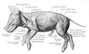Fetal Pig Muscles By Stephen Gilbert Muscle Diagram Veterinarians Medicine Anatomy Course
