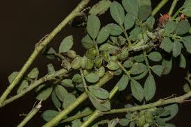 Image result for Indigofera demissa