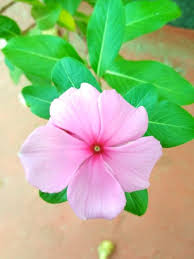 Peonies offer a gorgeous bloom in springtime with colors including pink, red, white and yellow. Very Beautiful Flower Steemit