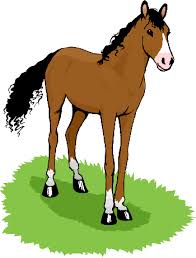 Image result for HORSE
